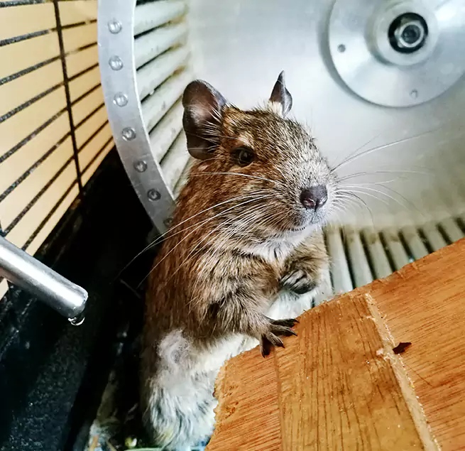 Why Homeowners & Businesses Trust Us DeKalb, IL